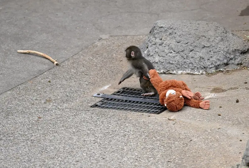 Tras cumplir un año de vida, Punch continúa adaptándose a la convivencia con otros macacos, mientras sigue siendo uno de los animales más queridos del Zoológico y Jardín Botánico de Ichikawa./ AFP