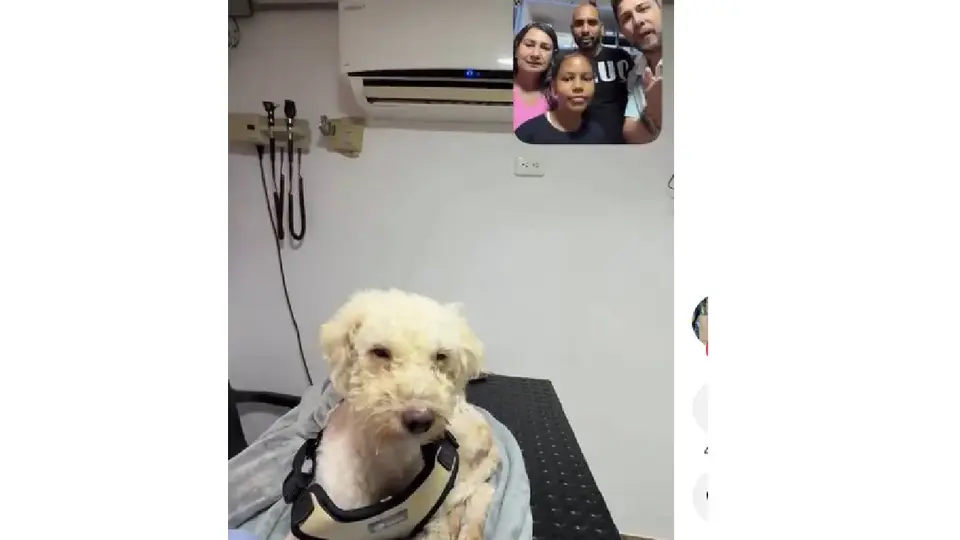 Beyli fue reunido con su dueña, Victoria Isabela Rengel, una niña de 11 años que también sobrevivió a los terremotos./ Captura de pantalla
