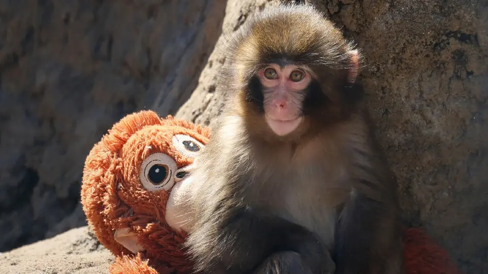 Punch el mono que conquistó al mundo con un peluche celebra su primer cumpleaños