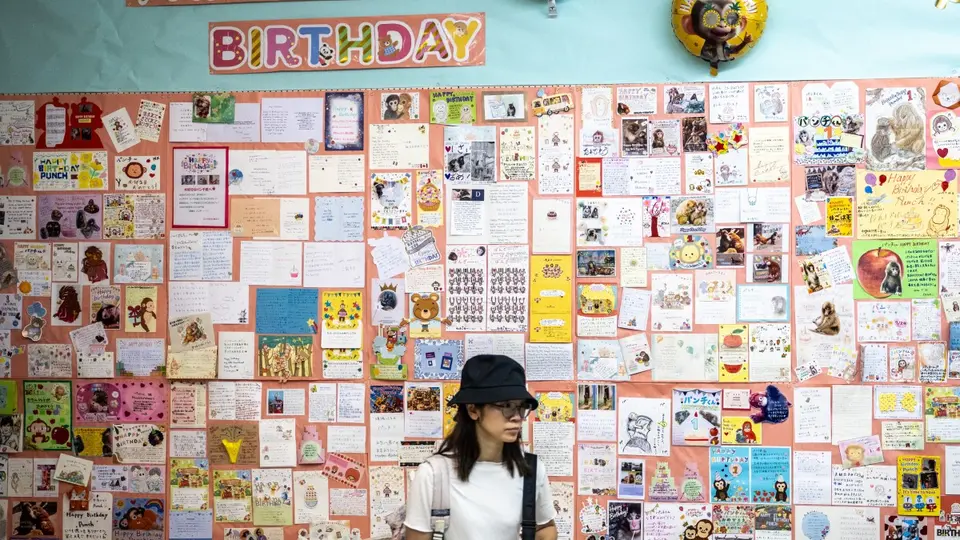 Más de 2 mil 500 tarjetas de felicitación fueron enviadas desde distintos países para celebrar el primer año de vida de Punch, el famoso macaco japonés./ AFP