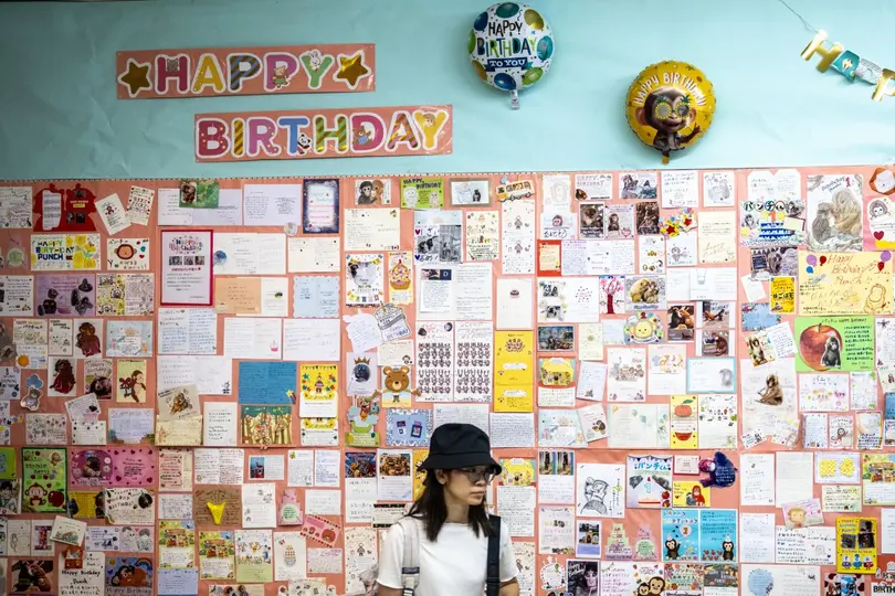 Más de 2 mil 500 tarjetas de felicitación fueron enviadas desde distintos países para celebrar el primer año de vida de Punch, el famoso macaco japonés./ AFP