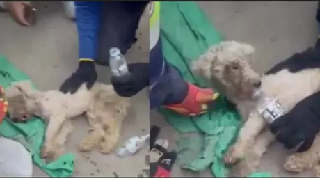VIDEO: Rescatan a Beyli, perrito que sobrevivió 29 días bajo los escombros en Venezuela