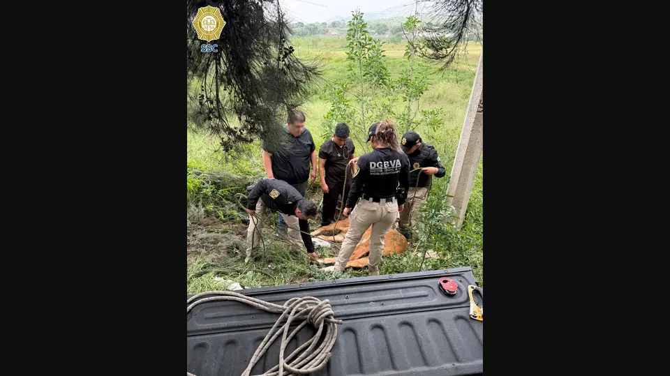 El caballo fue localizado herido sobre la carretera Santa Catarina, en Tláhuac. / SSC
