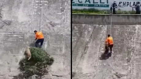 VIDEO: Hombre arriesga su vida para salvar a perrito en canal de aguas negras en Edomex