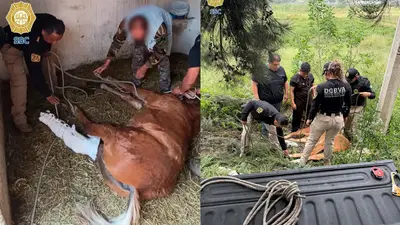 ¡Tragedia en Tláhuac! Caballo es atropellado en carretera y moviliza a la Brigada de Vigilancia Animal