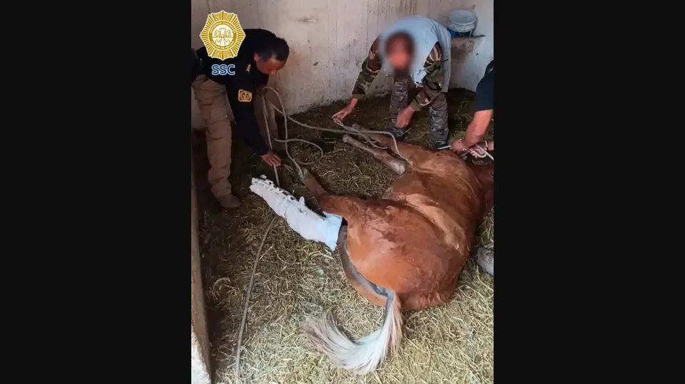 Especialistas brindaron atención veterinaria al caballo después del atropellamiento. / SSC