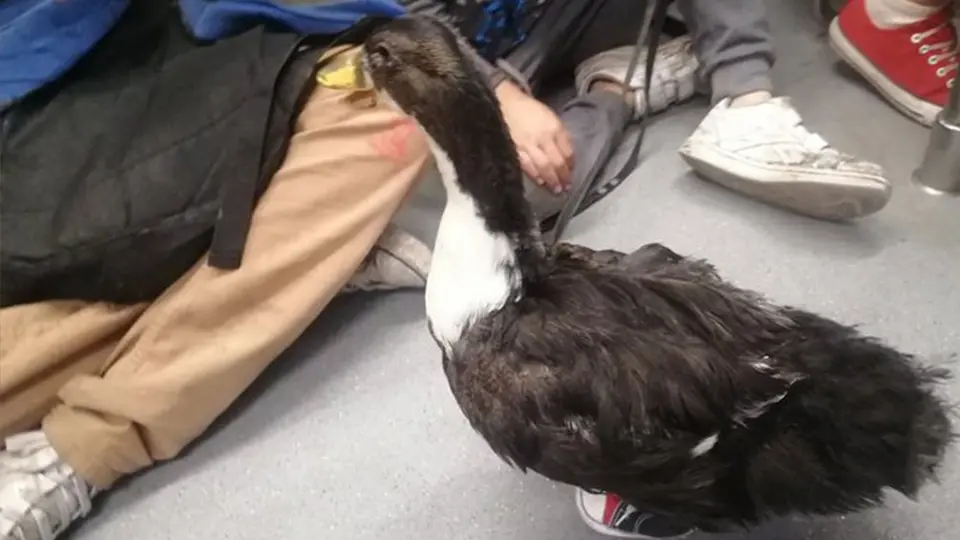 VIDEO: Pato con tenis se pasea en el metro y el Centro de la CDMX