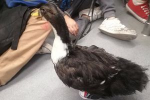 VIDEO: Pato con tenis se pasea en el metro y el Centro de la CDMX
