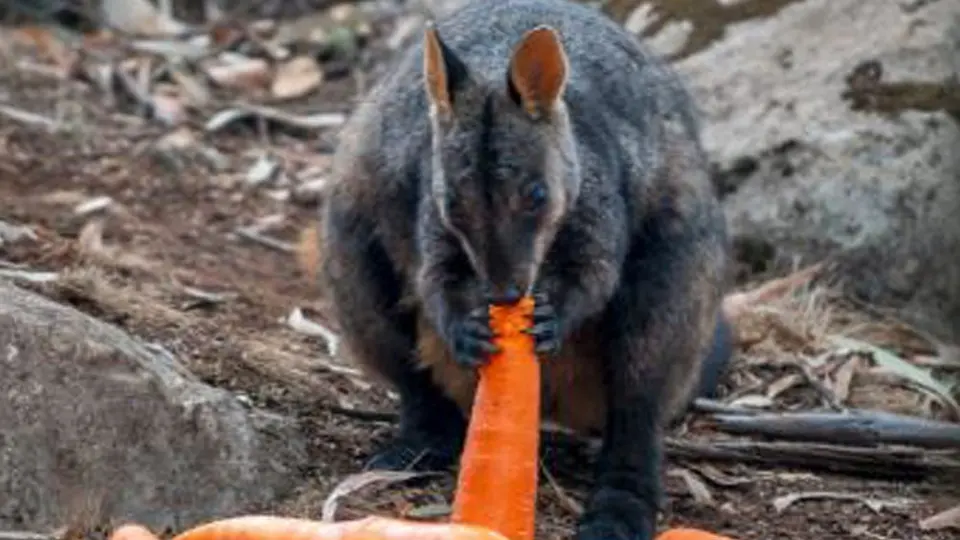 Helicópteros en Australia lanzaron zanahorias para ayudar a animales afectados por incendios