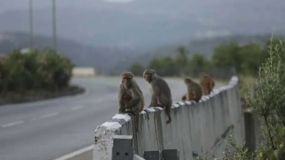 Grupo de monos robó muestras de sangre con Coronavirus