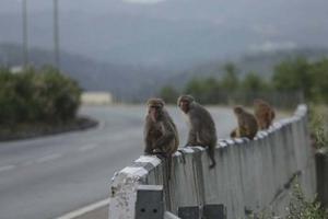Grupo de monos robó muestras de sangre con Coronavirus