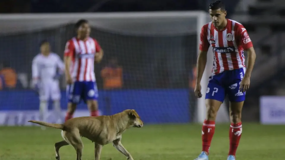 VIDEO: Perro invade cancha del Alfonso Lastras en Atlético de San Luis vs Cruz Azul