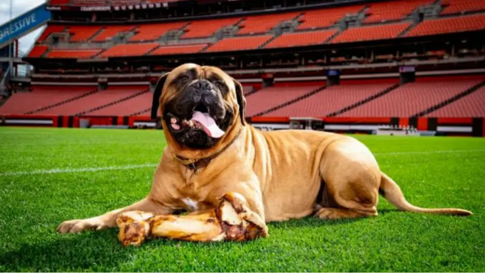 Swagger, mascota de los Browns, falleció a los seis años