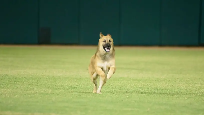 Perro invadió el diamante de beisbol durante el Charros vs Cañeros