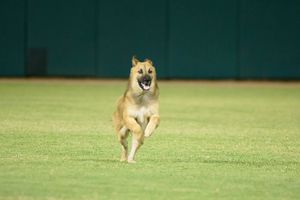 Perro invadió el diamante de beisbol durante el Charros vs Cañeros