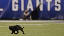 Cowboys vs Giants, interrumpido por un gato negro