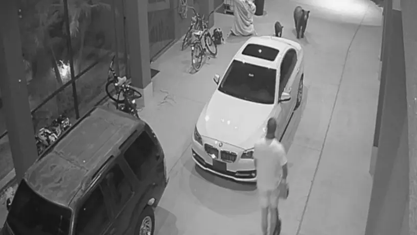 VIDEO: Jugador de Cowboys se encontró dos osos y su reacción se hizo viral
