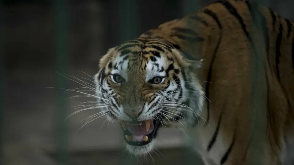 Tigre de un zoológico en Nueva York dio positivo por coronavirus