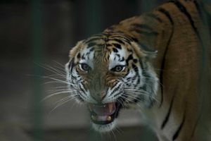 Tigre de un zoológico en Nueva York dio positivo por coronavirus