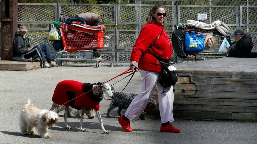 Investigadores británicos entrenarán a perros para detectar coronavirus