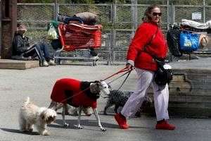 Investigadores británicos entrenarán a perros para detectar coronavirus