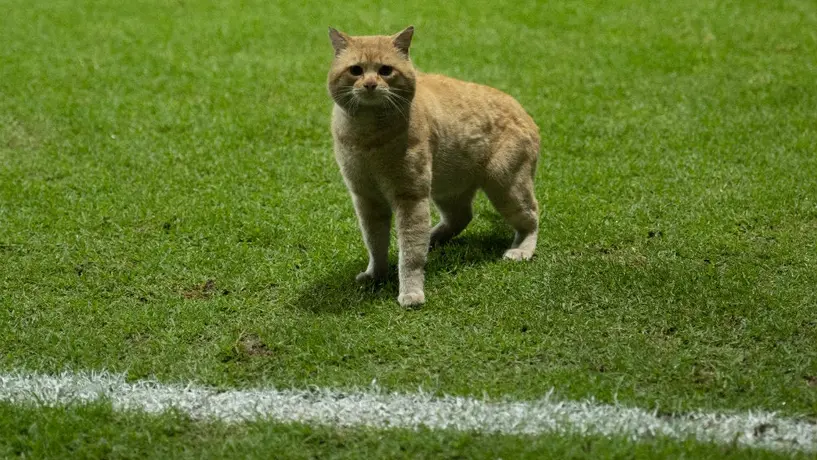 Bayern Munich, 'interesado' en fichar al gato del México contra Bermudas