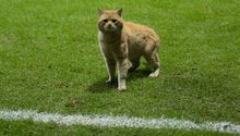 Bayern Munich, 'interesado' en fichar al gato del México contra Bermudas