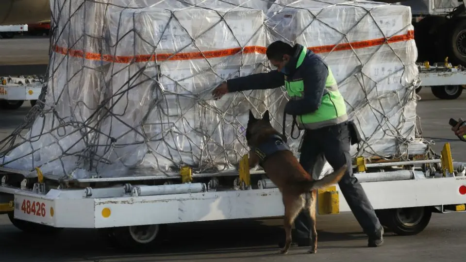 Gran Bretaña intentará usar perros para detectar enfermos de coronavirus