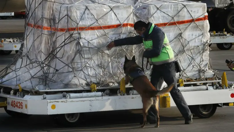 Gran Bretaña intentará usar perros para detectar enfermos de coronavirus