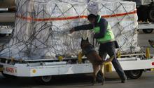 Gran Bretaña intentará usar perros para detectar enfermos de coronavirus
