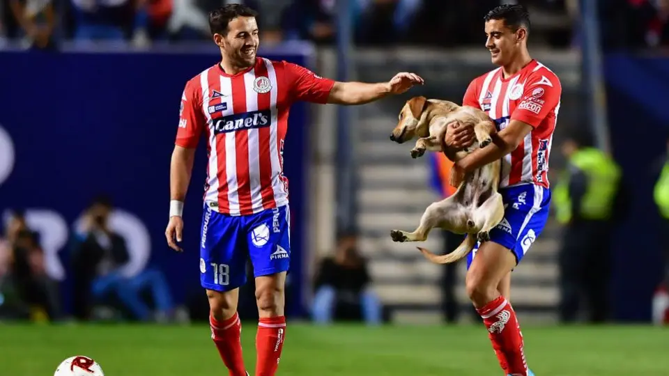 Atlético San Luis comenzó búsqueda de Tunita la perra