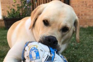 Championship: Barney, el perro aficionado del Sheffield Wednesday