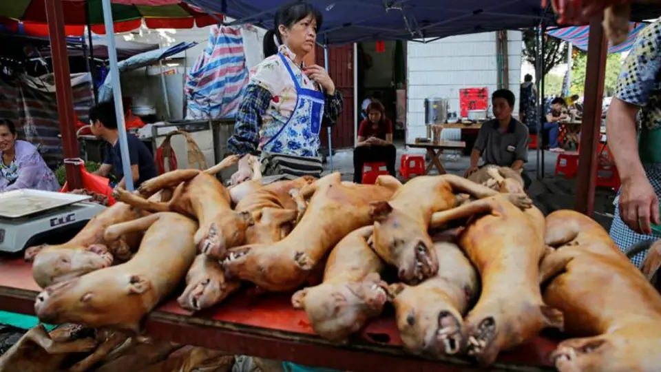 Ciudad china, Shenzhen, prohibió consumo de perros y gatos por coronavirus