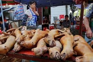 Ciudad china, Shenzhen, prohibió consumo de perros y gatos por coronavirus