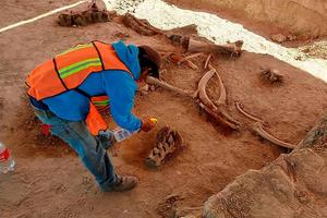 Piden que zona de aeropuerto de San Lucía sea patrimonio cultural tras hallazgos de mamuts