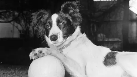 Pickles, el gran héroe | @garrypickles