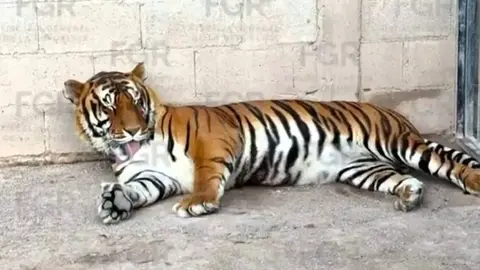 Ejemplares de fauna silvestre y equinos fueron asegurados por autoridades federales en un operativo en Durango. / @FGRMexico