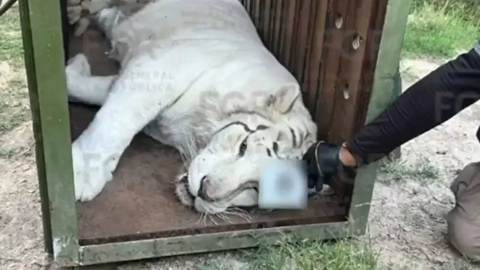 Personal de la FGR resguardó a los animales asegurados tras una intervención en un domicilio de Durango. / @FGRMexico