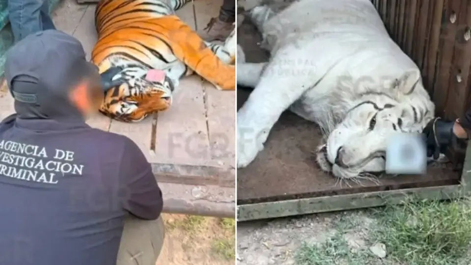 Tigres de bengala y ocelote son asegurados por la FGR en Durango tras cateo