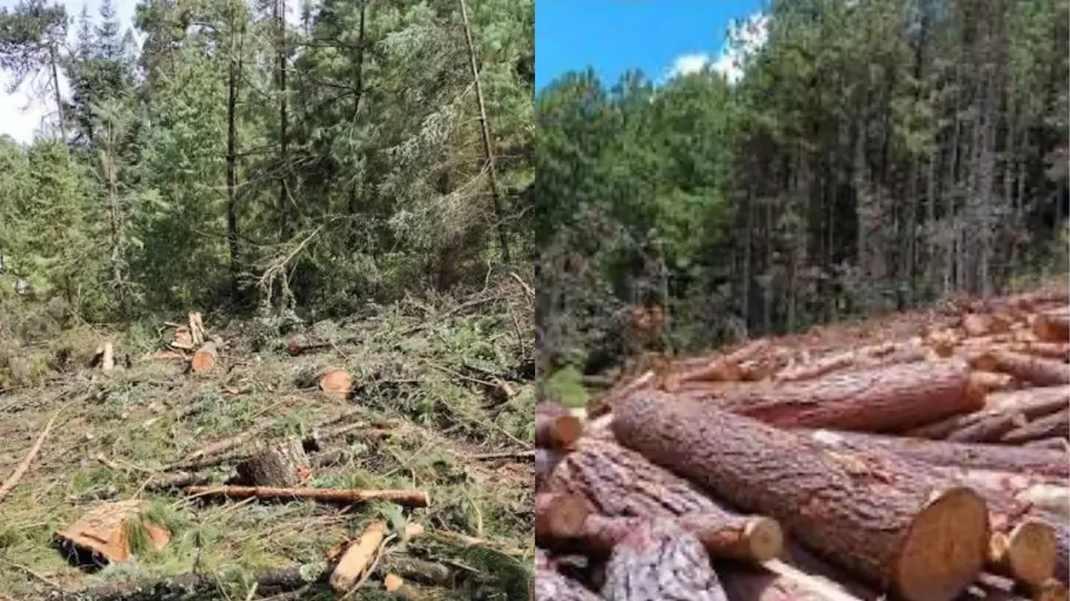Los bosques de Los Azufres, en Michoacán, zona donde el activista acudió a investigar ruidos de motosierras vinculados a tala ilegal / Especial