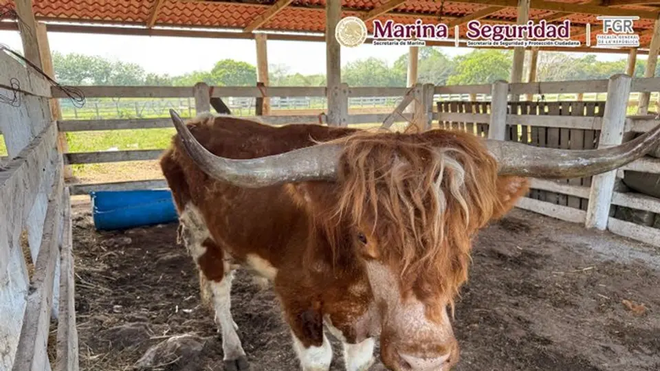 Las autoridades deberán determinar el resguardo y atención que recibirán los animales asegurados./@gabseguridadmx