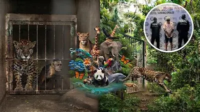 Más de 130 animales exóticos vivían encerrados en Tamaulipas: entre los rescatados había tigres y jaguares