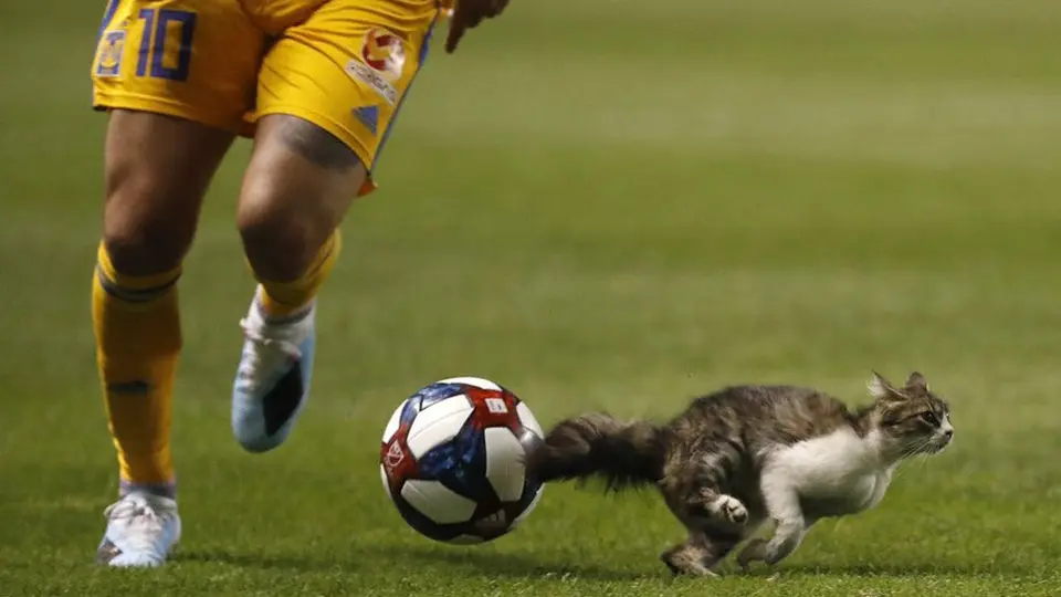Gato interrumpe el Real Salt Lake-Tigres de la Leagues Cup
