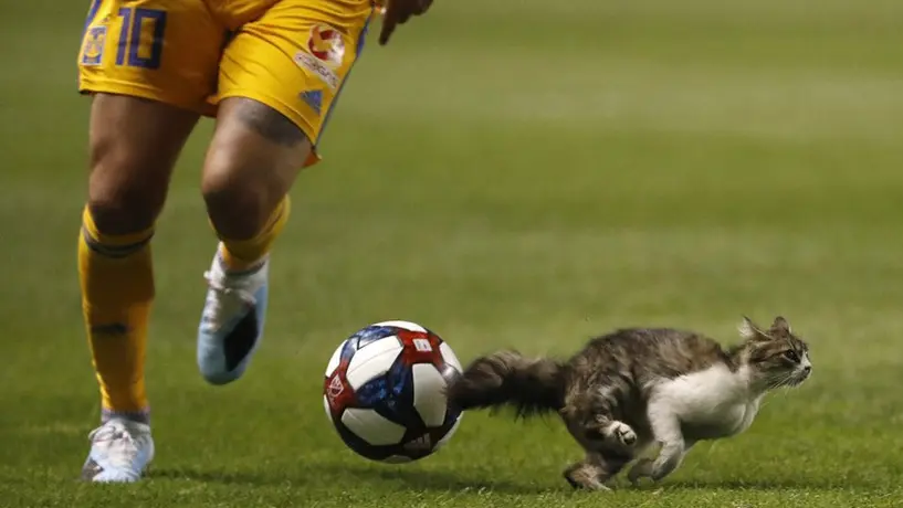 Gato interrumpe el Real Salt Lake-Tigres de la Leagues Cup