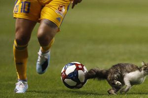 Gato interrumpe el Real Salt Lake-Tigres de la Leagues Cup
