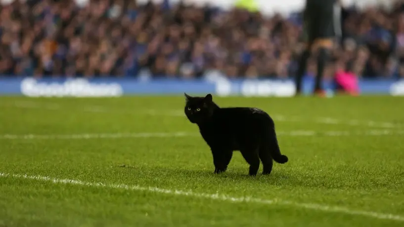 Gato hace un 'Jarochito' en partido entre Everton y Wolves