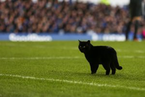 Gato hace un 'Jarochito' en partido entre Everton y Wolves