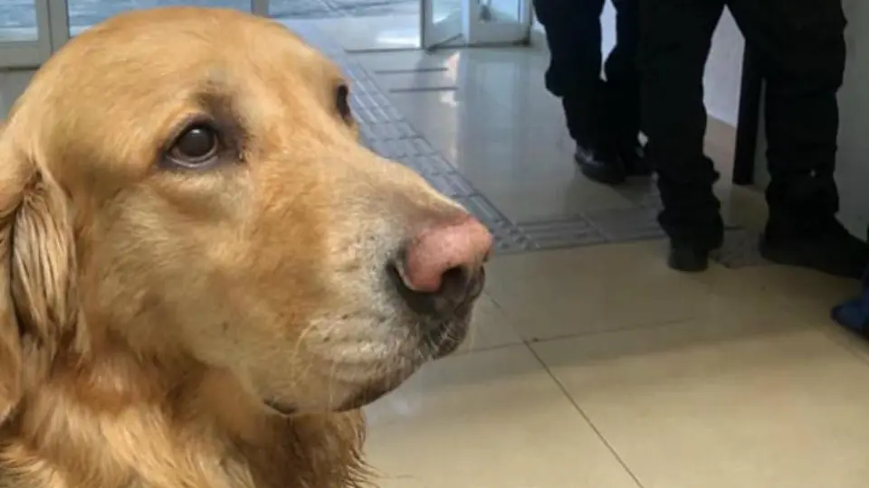Dos perros son arrestados en la CDMX por jugar en una fuente