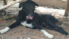 Perro 'rescata' bebé que había sido enterrado vivo en Tailandia