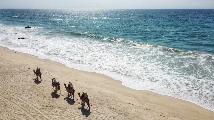 Tenistas pasean en camellos durante Abierto de Tenis Mifel de Los Cabos